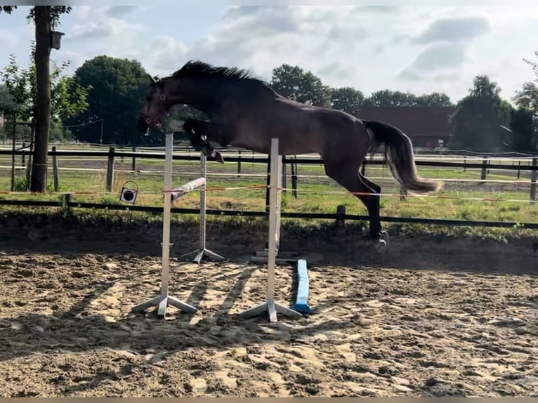 Koń westfalski Wałach 5 lat 173 cm Siwa in HarsewinkelMarienfeld