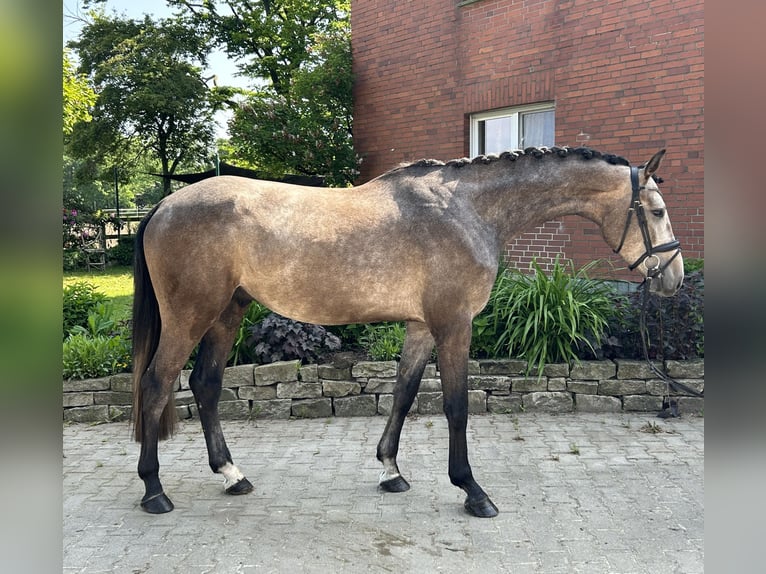 Koń westfalski Wałach 5 lat 173 cm Siwa in HarsewinkelMarienfeld