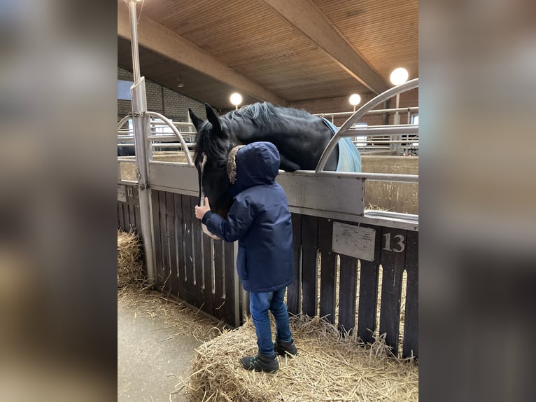 Koń westfalski Wałach 5 lat 174 cm Ciemnogniada in Coesfeld