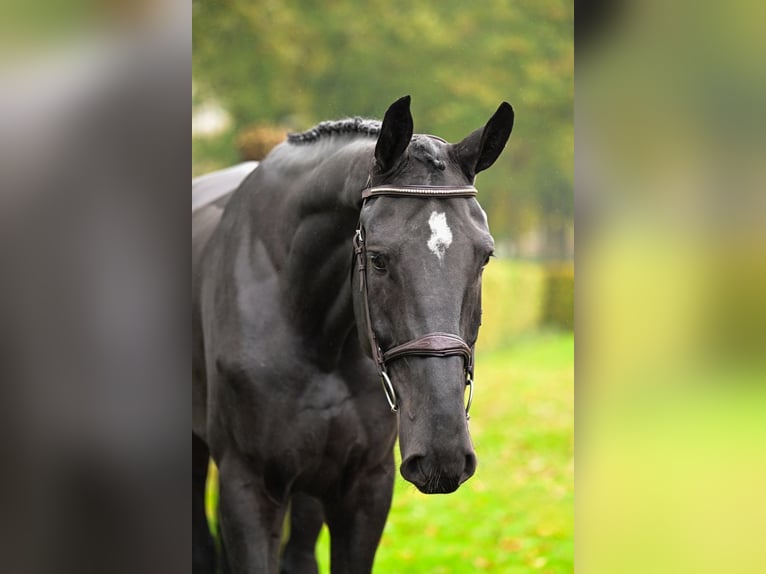 Koń westfalski Wałach 5 lat 180 cm Kara in Bladel