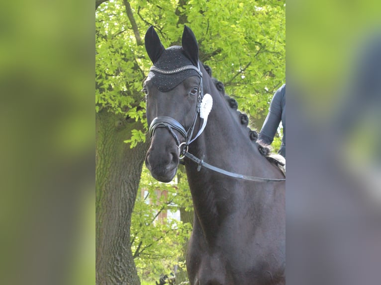 Koń westfalski Wałach 5 lat 183 cm Kara in Rosendahl-Osterwick