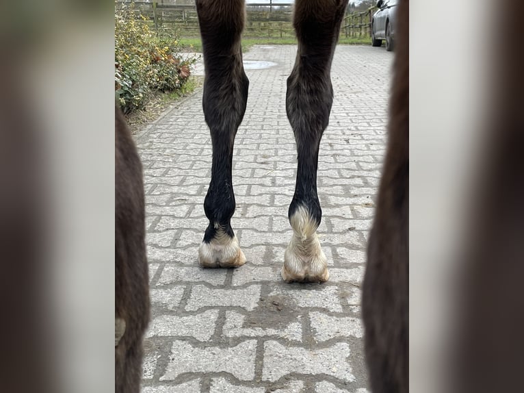 Koń westfalski Wałach 6 lat 163 cm Gniada in Münster