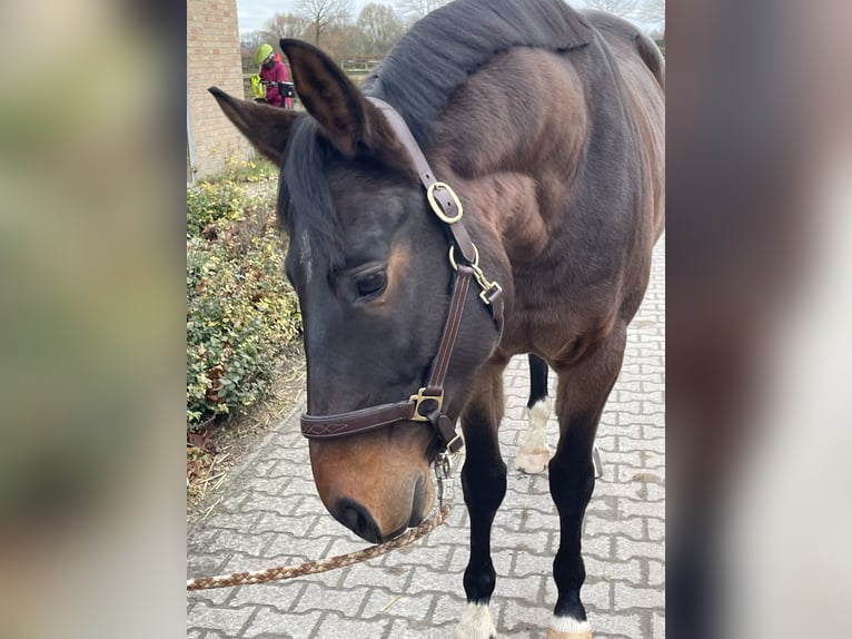 Koń westfalski Wałach 6 lat 163 cm Gniada in Münster