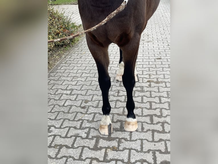 Koń westfalski Wałach 6 lat 163 cm Gniada in Münster