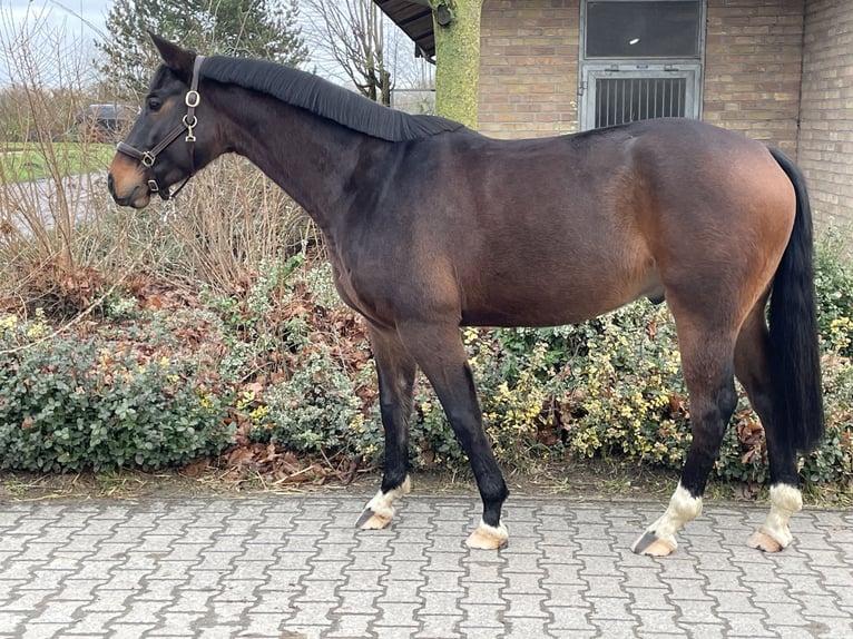 Koń westfalski Wałach 6 lat 163 cm Gniada in Münster