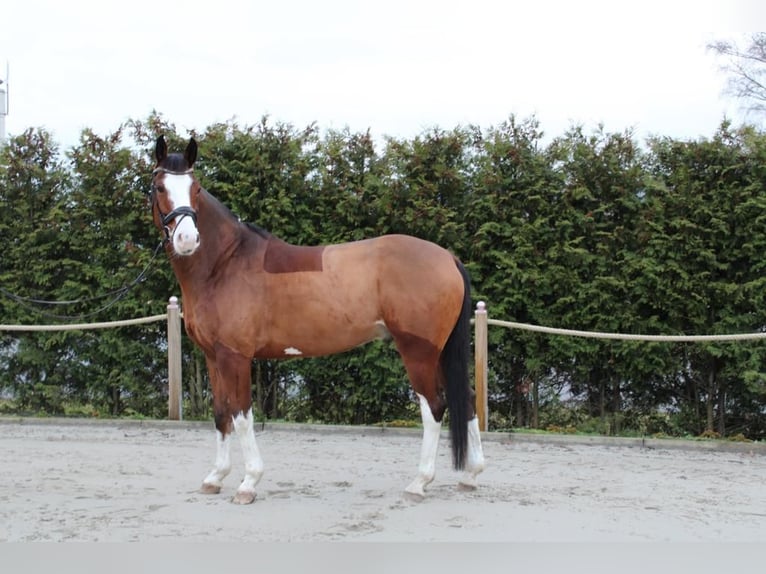 Koń westfalski Wałach 6 lat 165 cm Gniada in Einbeck