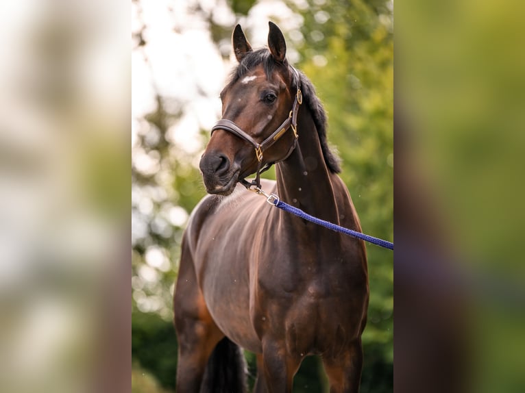 Koń westfalski Wałach 6 lat 167 cm Ciemnogniada in Bergheim