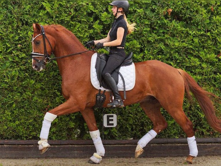 Koń westfalski Wałach 6 lat 167 cm Kasztanowata in Bönen