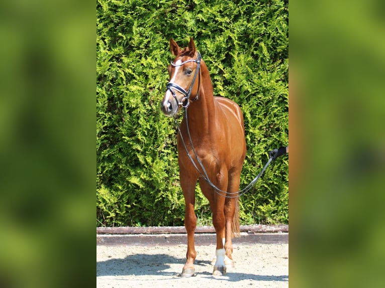 Koń westfalski Wałach 6 lat 167 cm Kasztanowata in Bönen