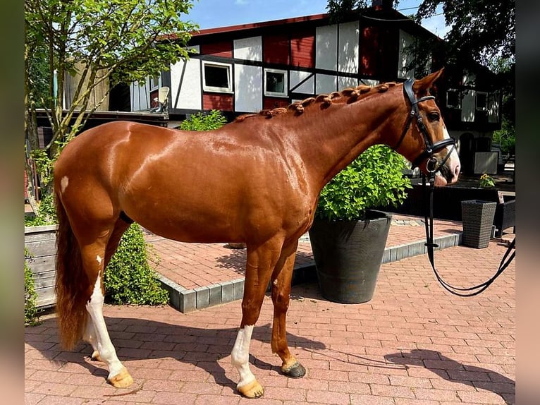 Koń westfalski Wałach 6 lat 167 cm Kasztanowata in Frankfurt am Main