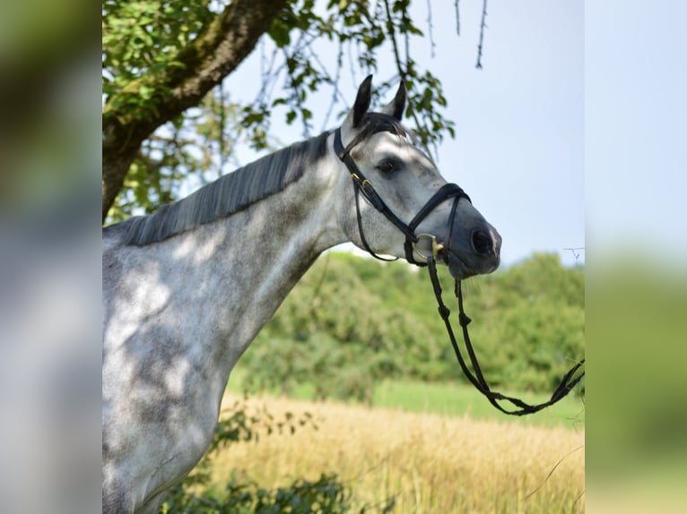 Koń westfalski Wałach 6 lat 167 cm Siwa jabłkowita in Ebenweiler