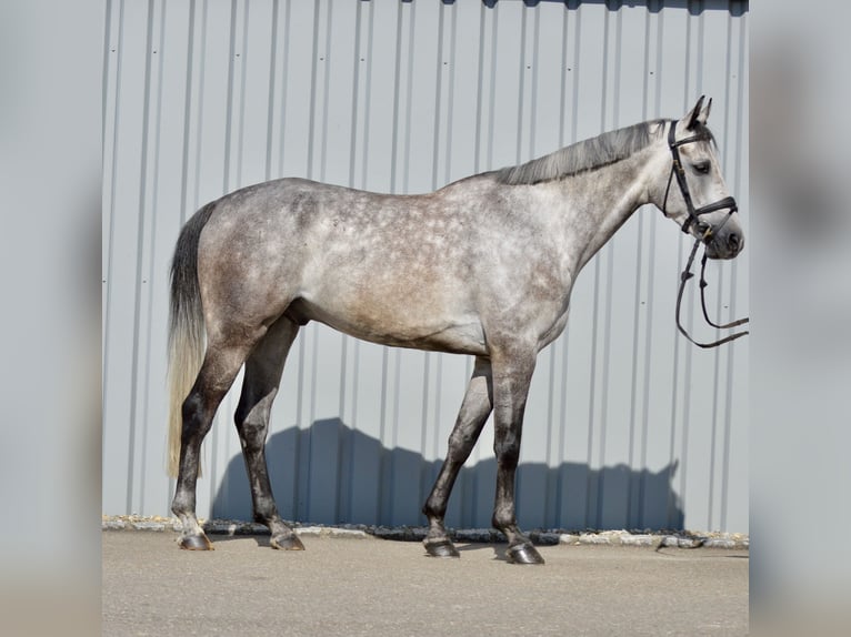 Koń westfalski Wałach 6 lat 167 cm Siwa jabłkowita in Ebenweiler