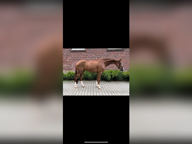 Koń westfalski Wałach 6 lat 168 cm Ciemnokasztanowata in Altenberge