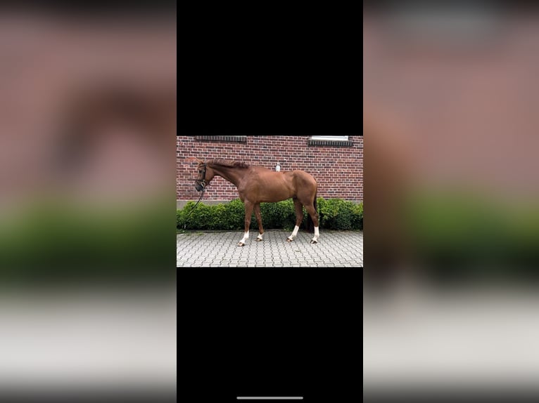 Koń westfalski Wałach 6 lat 168 cm Ciemnokasztanowata in Altenberge
