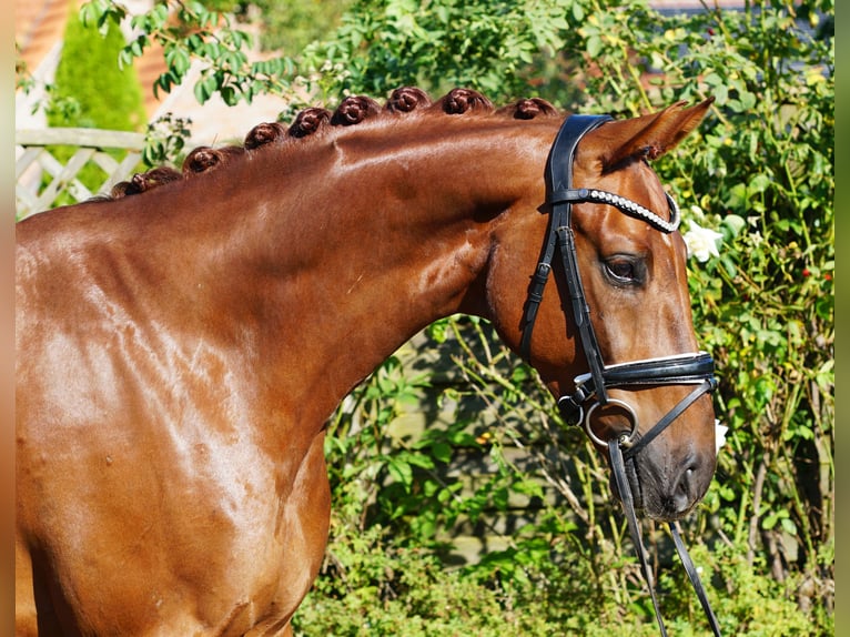 Koń westfalski Wałach 6 lat 168 cm Ciemnokasztanowata in Hohenfelde