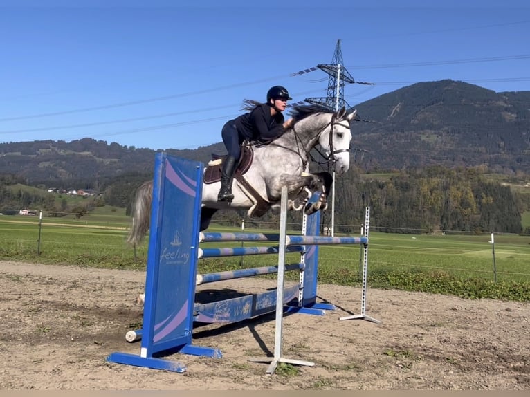 Koń westfalski Wałach 6 lat 168 cm Siwa in Schlins