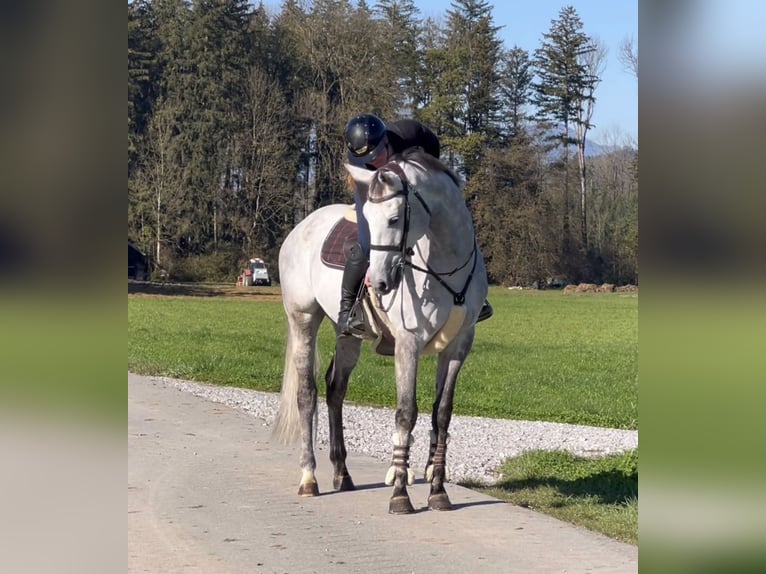 Koń westfalski Wałach 6 lat 168 cm Siwa in Schlins