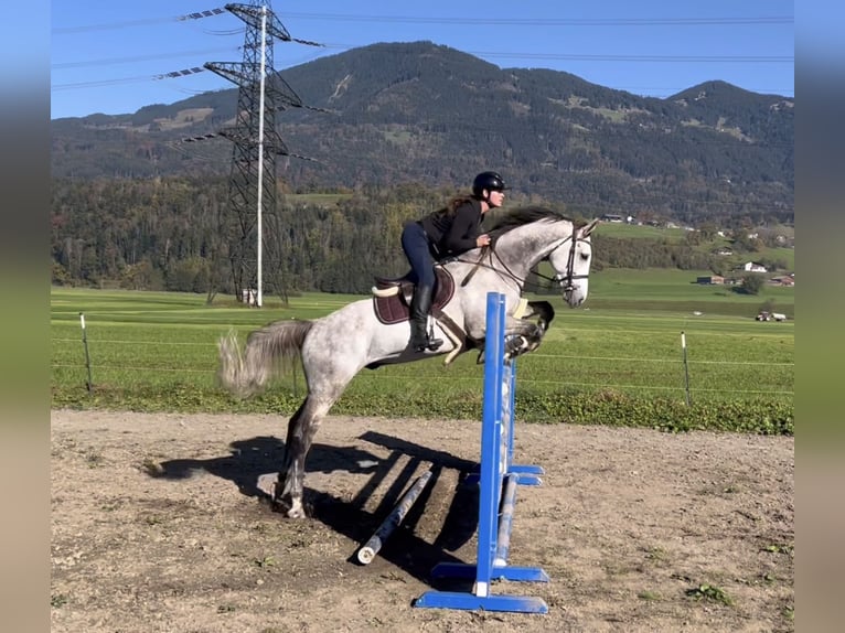 Koń westfalski Wałach 6 lat 168 cm Siwa in Schlins