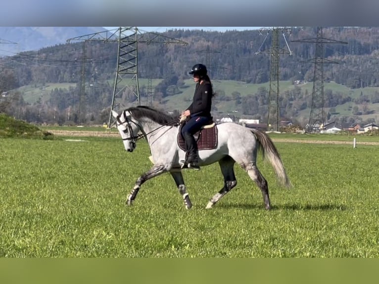 Koń westfalski Wałach 6 lat 168 cm Siwa in Schlins