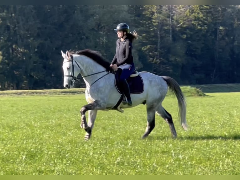 Koń westfalski Wałach 6 lat 168 cm Siwa in Schlins