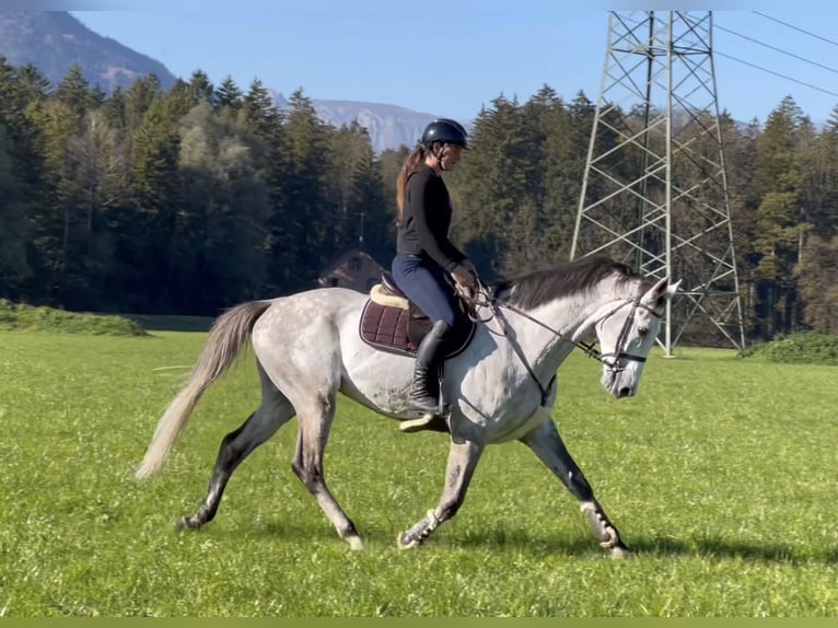 Koń westfalski Wałach 6 lat 168 cm Siwa in Schlins