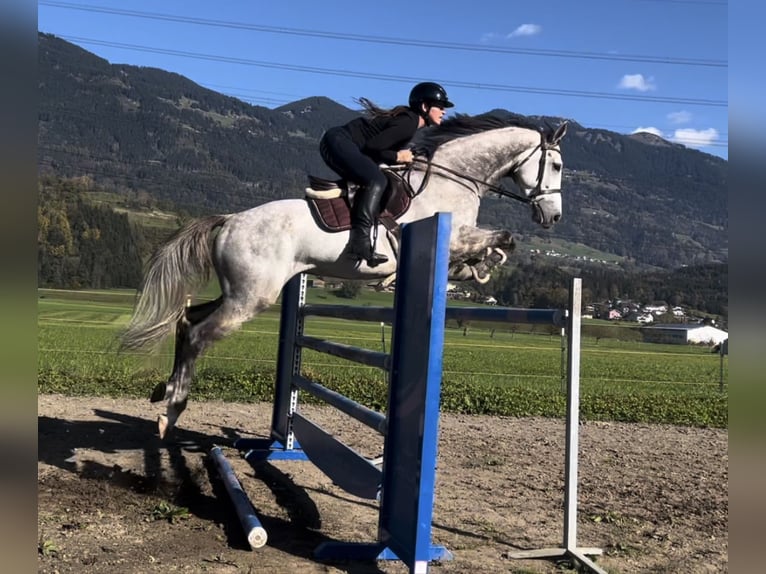 Koń westfalski Wałach 6 lat 168 cm Siwa in Schlins