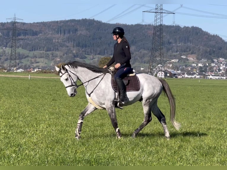 Koń westfalski Wałach 6 lat 168 cm Siwa in Schlins