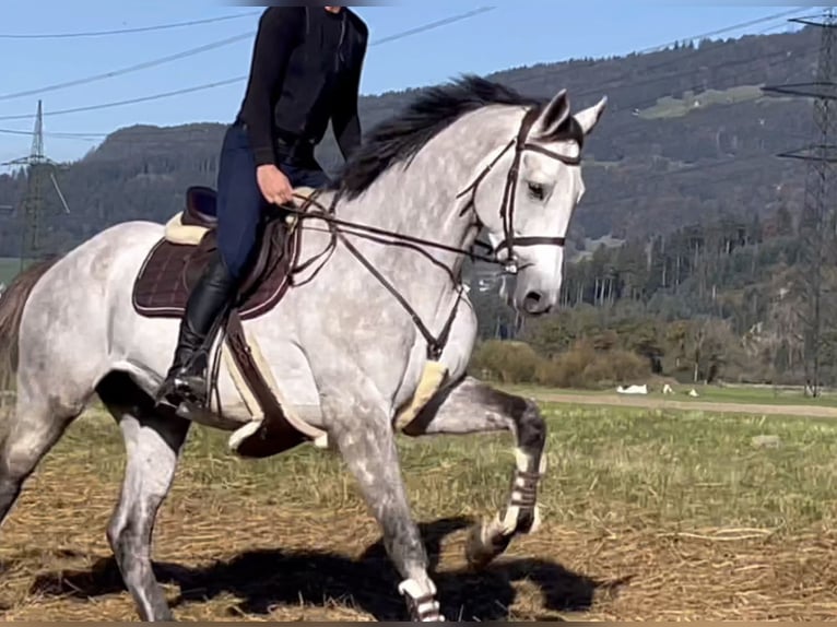 Koń westfalski Wałach 6 lat 168 cm Siwa in Schlins