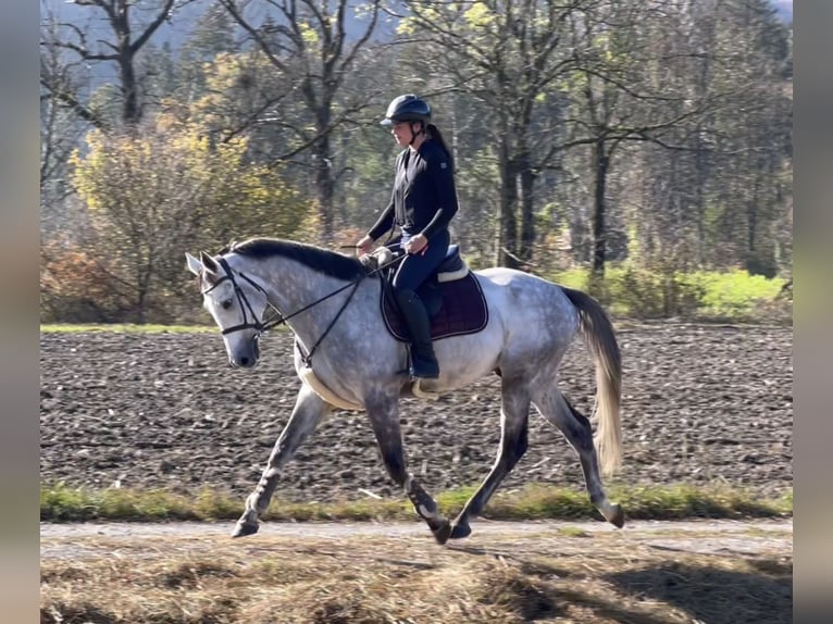 Koń westfalski Wałach 6 lat 168 cm Siwa in Schlins