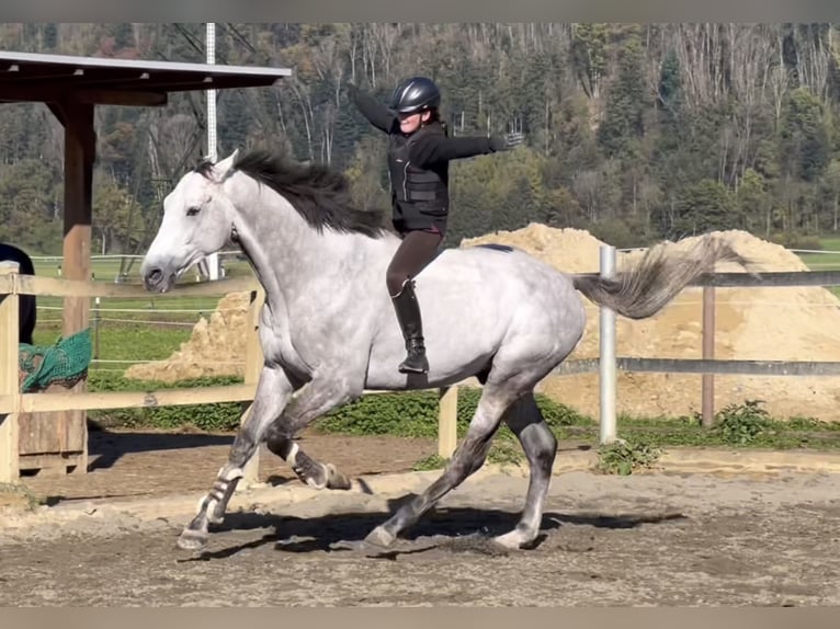 Koń westfalski Wałach 6 lat 168 cm Siwa in Schlins