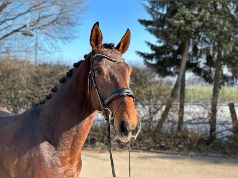 Koń westfalski Wałach 6 lat 169 cm Ciemnogniada in Mengen