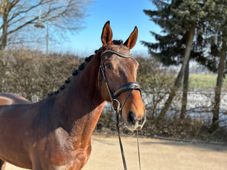 Koń westfalski Wałach 6 lat 169 cm Ciemnogniada in Mengen