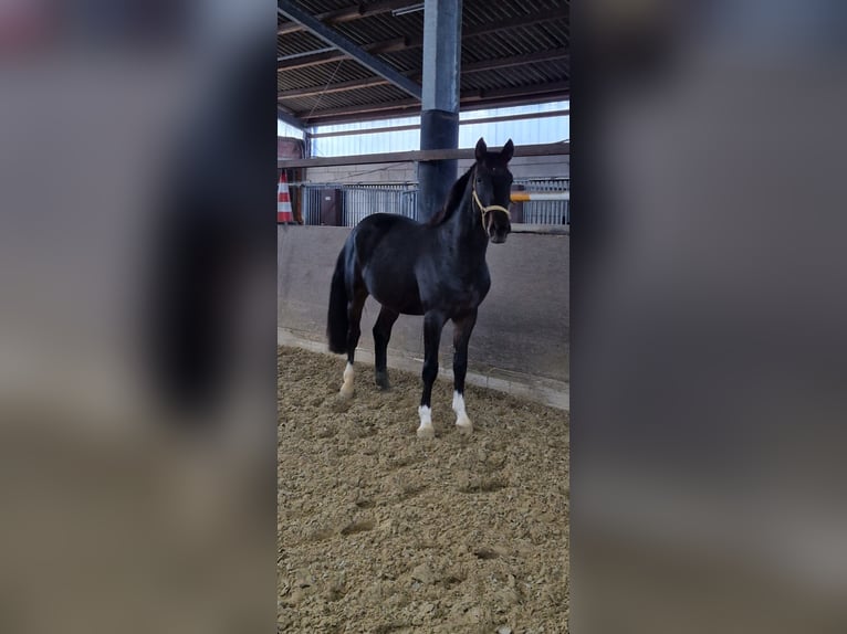 Koń westfalski Wałach 6 lat 170 cm in Georgsmarienhütte