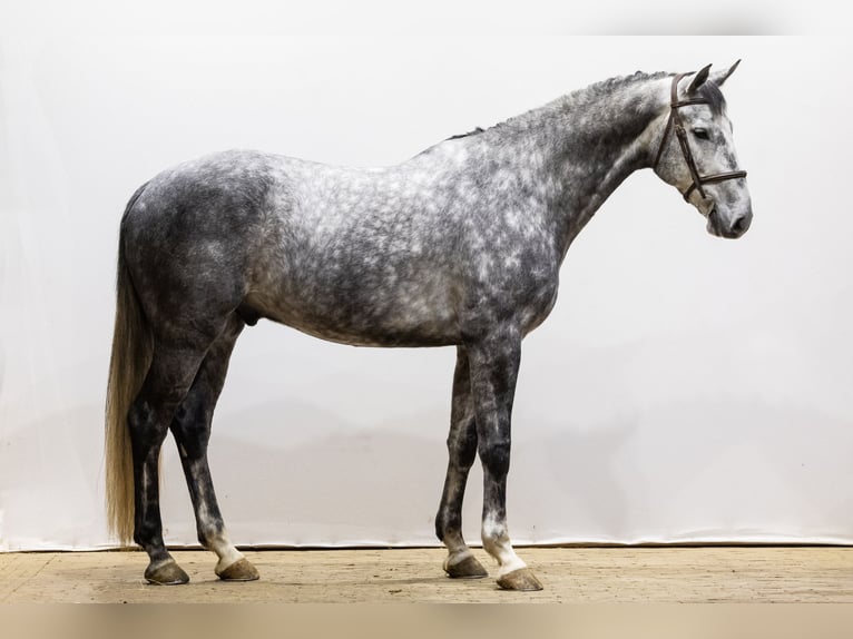 Koń westfalski Wałach 6 lat 170 cm Siwa in Waddinxveen