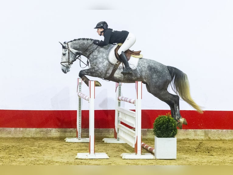 Koń westfalski Wałach 6 lat 170 cm Siwa in Waddinxveen