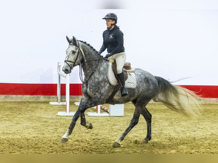 Koń westfalski Wałach 6 lat 170 cm Siwa in Waddinxveen