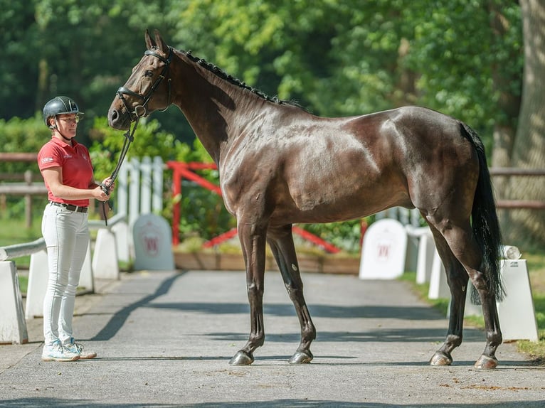 Koń westfalski Wałach 6 lat 170 cm Skarogniada in Münster