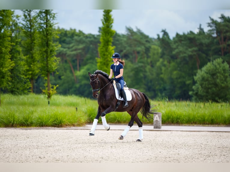 Koń westfalski Wałach 6 lat 171 cm Ciemnogniada in Mol