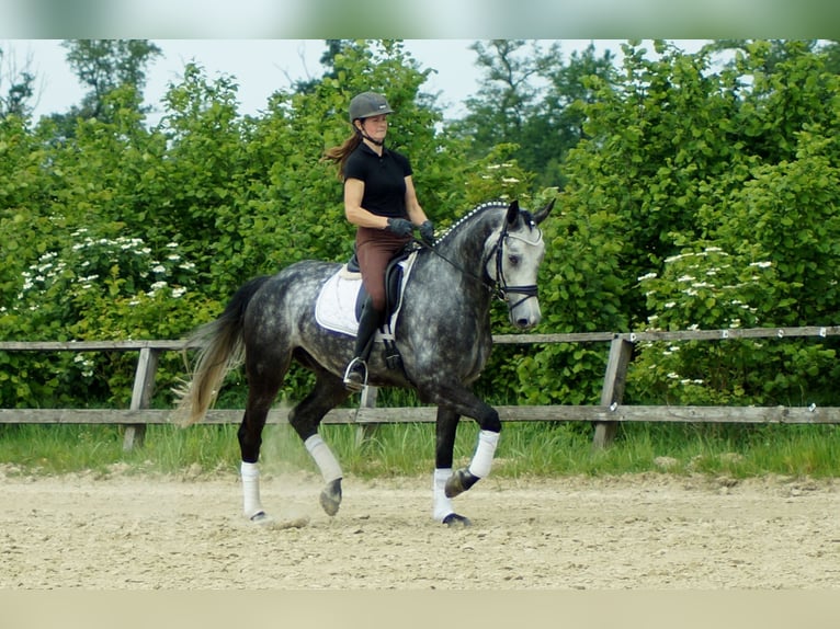 Koń westfalski Wałach 6 lat 172 cm Siwa in Iserlohn