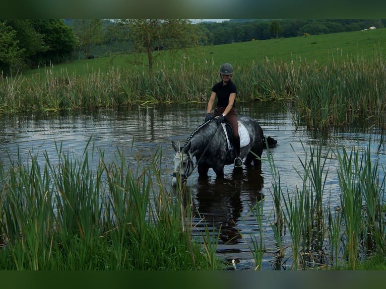 Koń westfalski Wałach 6 lat 172 cm Siwa in Iserlohn