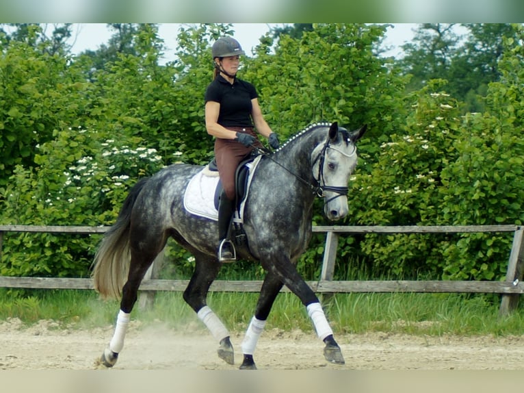 Koń westfalski Wałach 6 lat 172 cm Siwa in Iserlohn