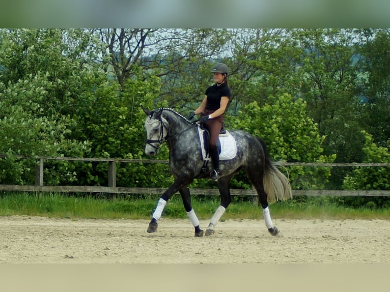 Koń westfalski Wałach 6 lat 172 cm Siwa in Iserlohn