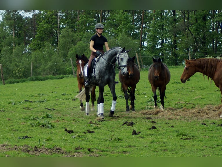 Koń westfalski Wałach 6 lat 172 cm Siwa in Iserlohn