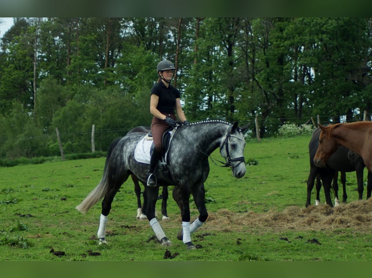 Koń westfalski Wałach 6 lat 172 cm Siwa in Iserlohn