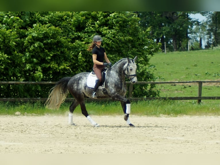 Koń westfalski Wałach 6 lat 172 cm Siwa in Iserlohn