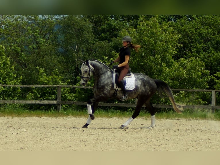 Koń westfalski Wałach 6 lat 172 cm Siwa in Iserlohn