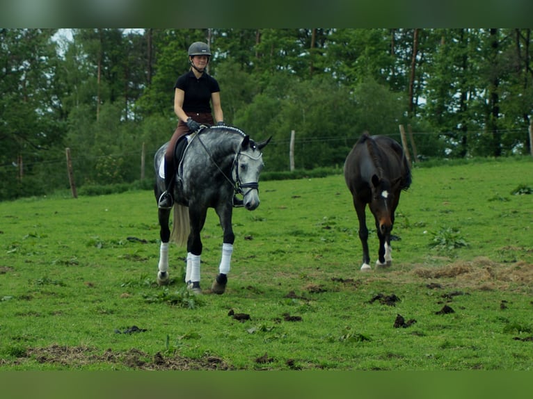 Koń westfalski Wałach 6 lat 172 cm Siwa in Iserlohn