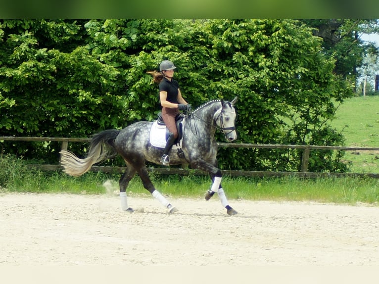 Koń westfalski Wałach 6 lat 172 cm Siwa in Iserlohn