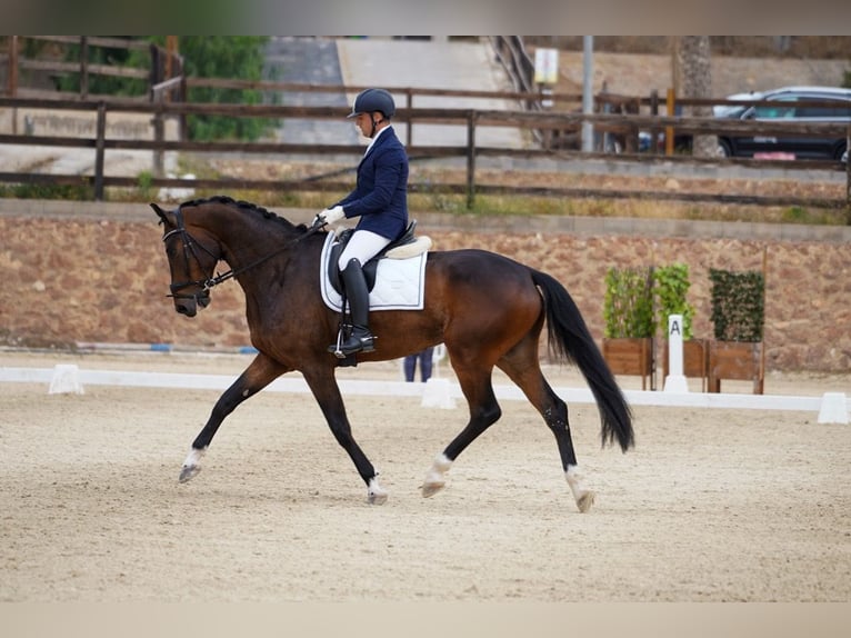 Koń westfalski Wałach 6 lat 174 cm Ciemnogniada in Calatayud