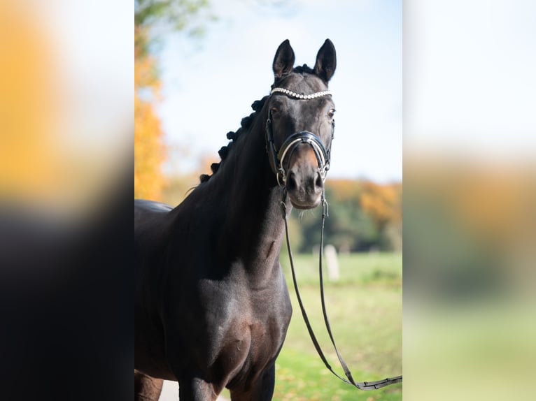 Koń westfalski Wałach 6 lat 174 cm Ciemnogniada in Paderborn